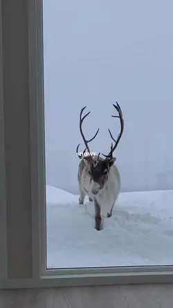 snow