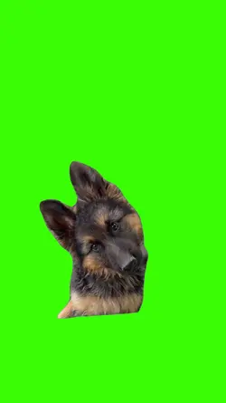 Dog/Cachorro