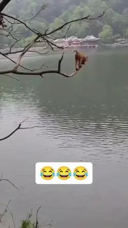 monyet lompat jatuh 