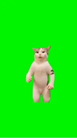 Dancing cat 