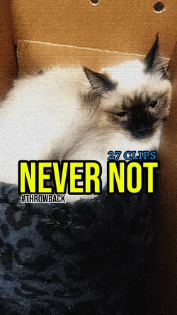 Never not! 😺😽😻