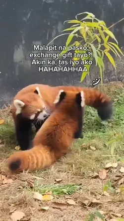 malapit na pasko