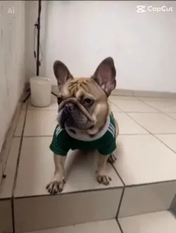 Perro cantando