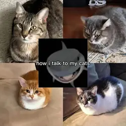 how i talk to my cat