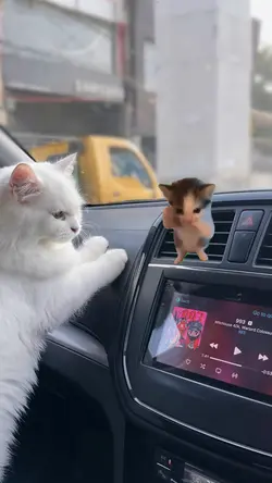 kucing kicau mania