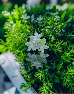 ভাল লাগে চাইলে তুই আরচোখে🖇🙂🦋