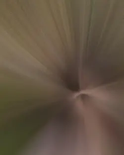 치피치피