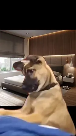 Template dog push 