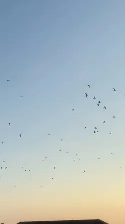 blackbird singing