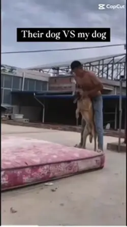 There dog VS my dogs