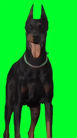 Doberman Dog