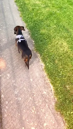 Cute doggo