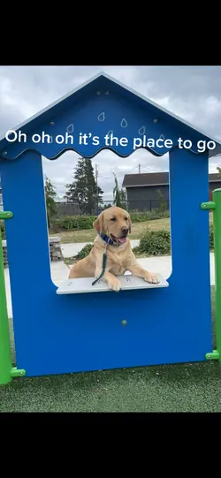 Service dog edit 