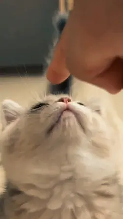 Slowmotion cat video