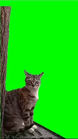 shocked cat