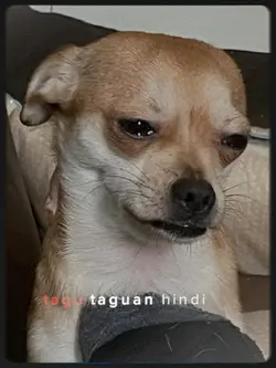 Tagu-taguan
