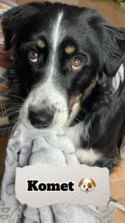 Komet 🐶