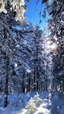 winter foryou