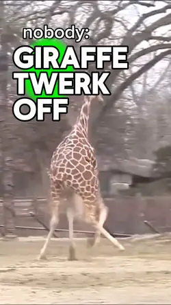 Giraffe Twerk Off