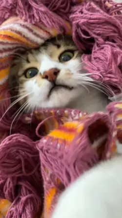 Cat's daily vlog