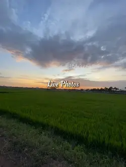 Live Photos