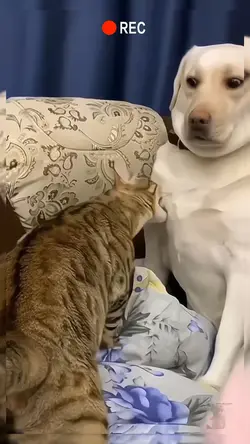 dogs & cats 