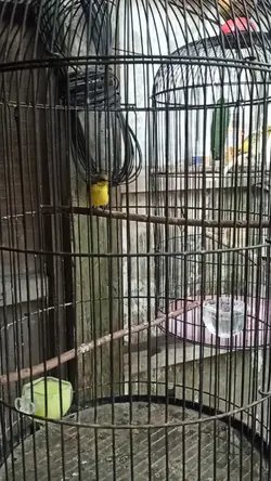 Burung Sogon 
