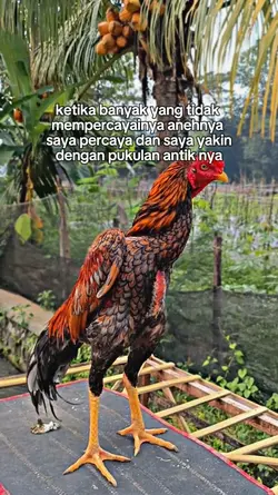 STORY AYAM