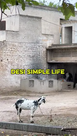 Village life 