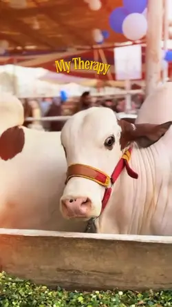 Qurbani 2026 trend