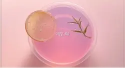 남사친의 여친 13화