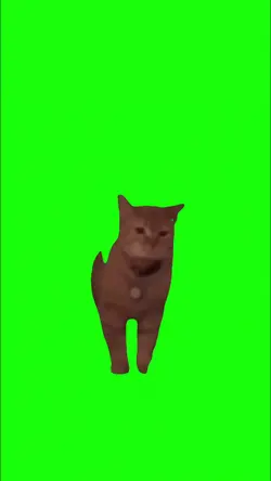 Cat singing 