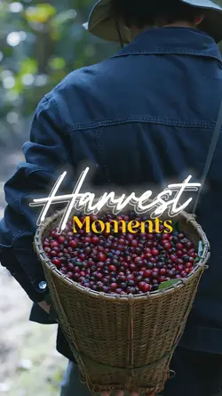 Harvest