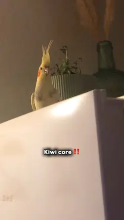 Kiwi core 😻🙏🏼