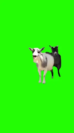Kambing ketawa ¹⁰