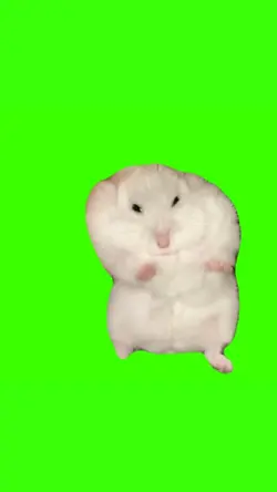 hamster dance