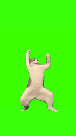 white cat dancing