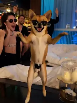 Dancing dog