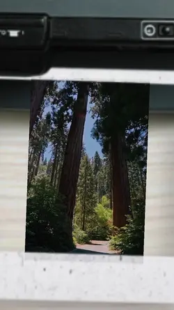 Cinematic Forest