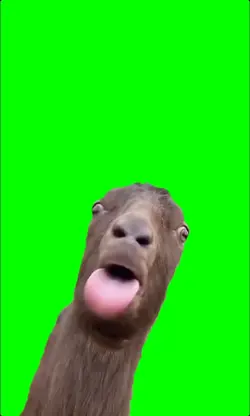 Goat funny meme