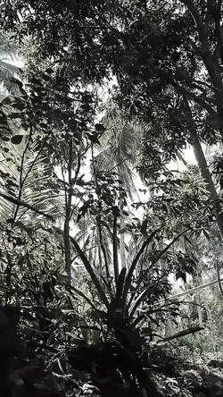 Nature Vibes