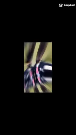 ບໍ່ມີແຟນແລ້ວ