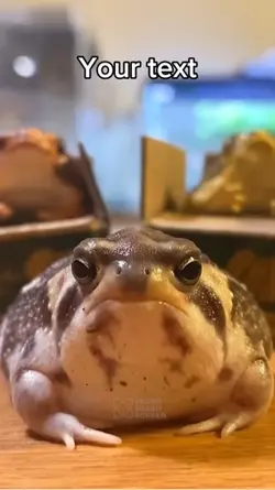 Frog meme 