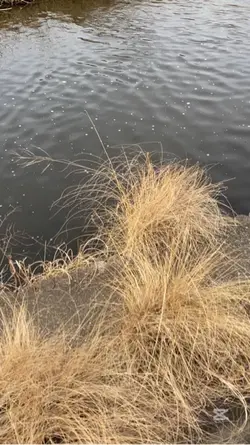 サクラキミワタシ