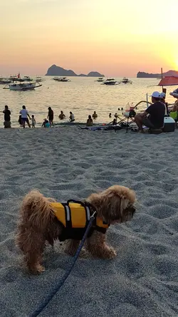 Pet Travel v01