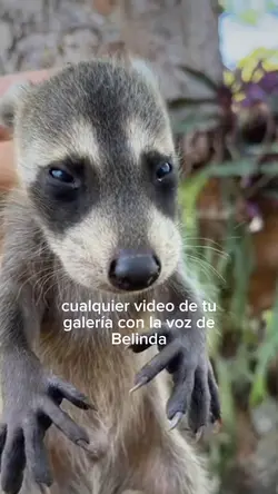 voz de belinda
