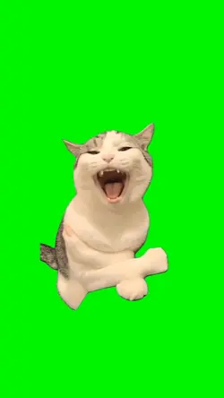 LAUGHING CAT