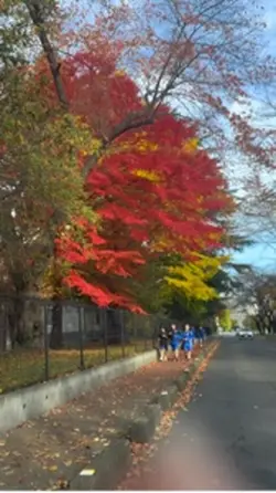 Japan autumn 