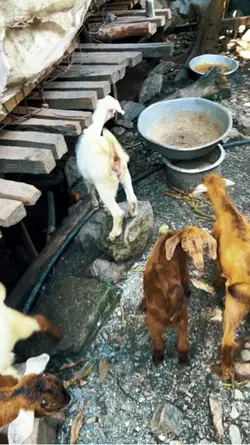 Gau ghar