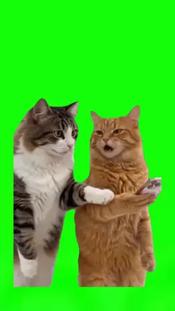 Cat Told No